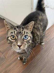 Photo de l’établissement Ani'Services - Gardiennage à domicile chats et nac